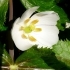 Podophyllum hexandrum -- Himalaya-Maiapfel
